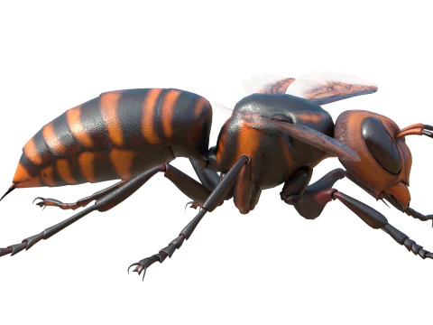 Asian giant hornet 3D Model