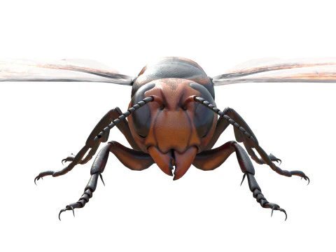 Asian giant hornet 3D Model