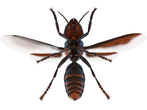Asian giant hornet 3D मॉडल