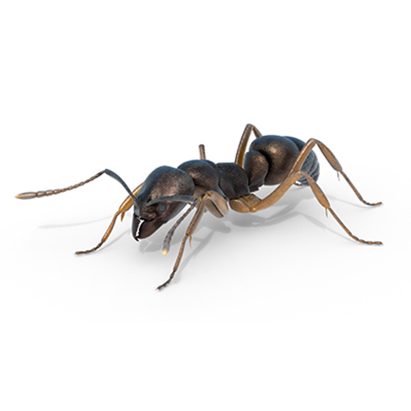Asian needle ant 3D 모델 .c4d .max .obj .3ds .fbx .stl .blend 