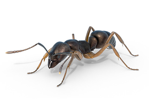 Asian needle ant 3D 모델