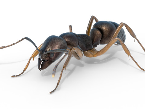 Asian needle ant 3D 모델