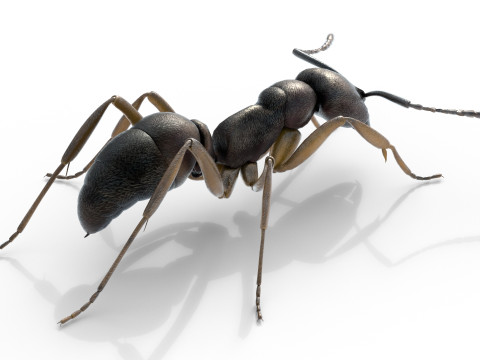 Asian needle ant 3D 모델