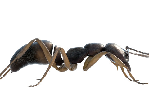 Asian needle ant 3D 모델