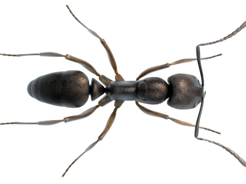 Asian needle ant 3D 모델