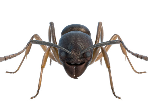 Asian needle ant 3D 모델
