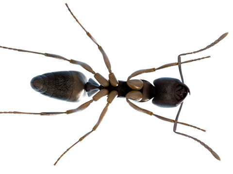 Asian needle ant 3D 모델