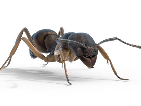 Asian needle ant 3D 모델