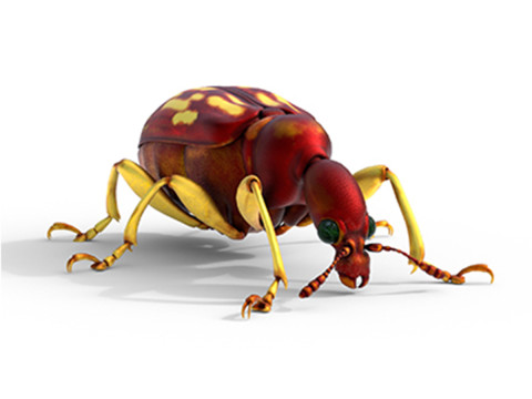 Attelabidae Leaf rolling Weevil Modelo 3D