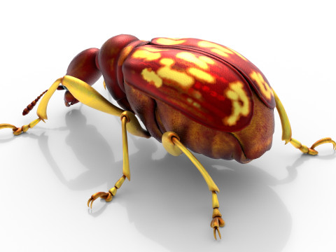 Attelabidae Leaf rolling Weevil 3D Модель