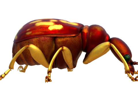 Attelabidae Leaf rolling Weevil 3D Модель