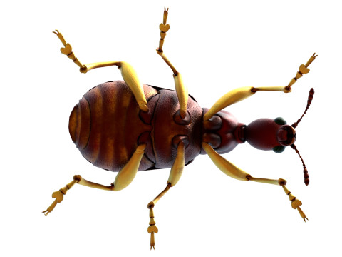 Attelabidae Leaf rolling Weevil 3D Модель