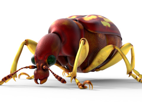 Attelabidae Leaf rolling Weevil 3D Модель