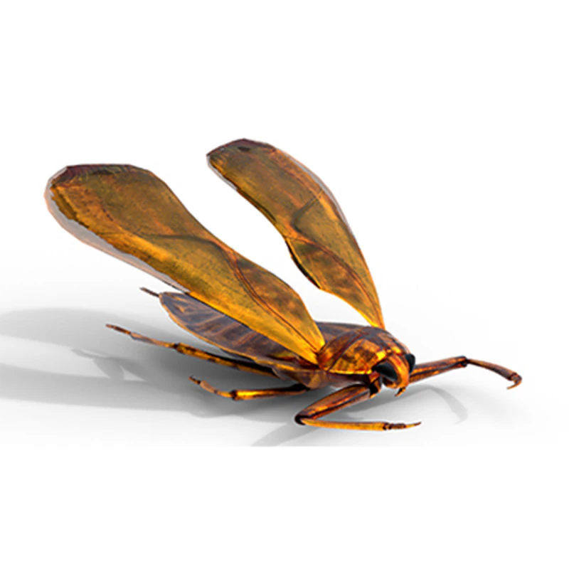 Belostomatidae Giant water bug 3D Model .c4d .max .obj .3ds .fbx .stl .blend 