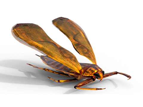 बेलोस्टोमेटिडे विशाल जल बग 3D मॉडल