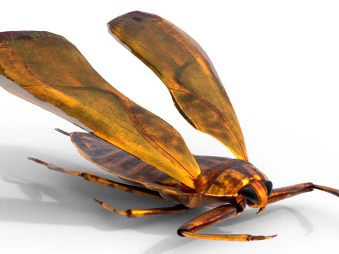 Belostomatidae Giant water bug 3D Model