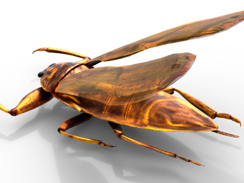 Belostomatidae Giant water bug Modèle 3D