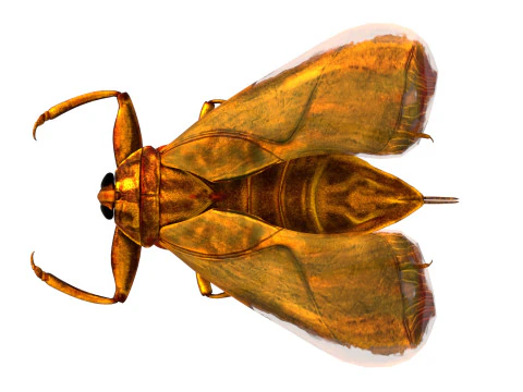 Belostomatidae Giant water bug 3D Model