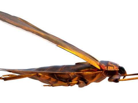 Belostomatidae Giant water bug 3D Model