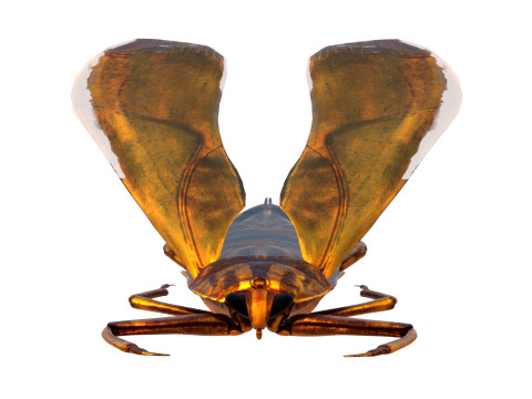 Belostomatidae Giant water bug Modèle 3D