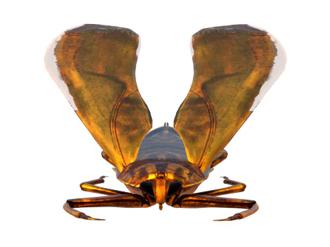 Belostomatidae Giant water bug 3D Model