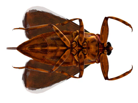 Belostomatidae Giant water bug 3D Model