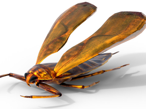Belostomatidae Giant water bug Modèle 3D