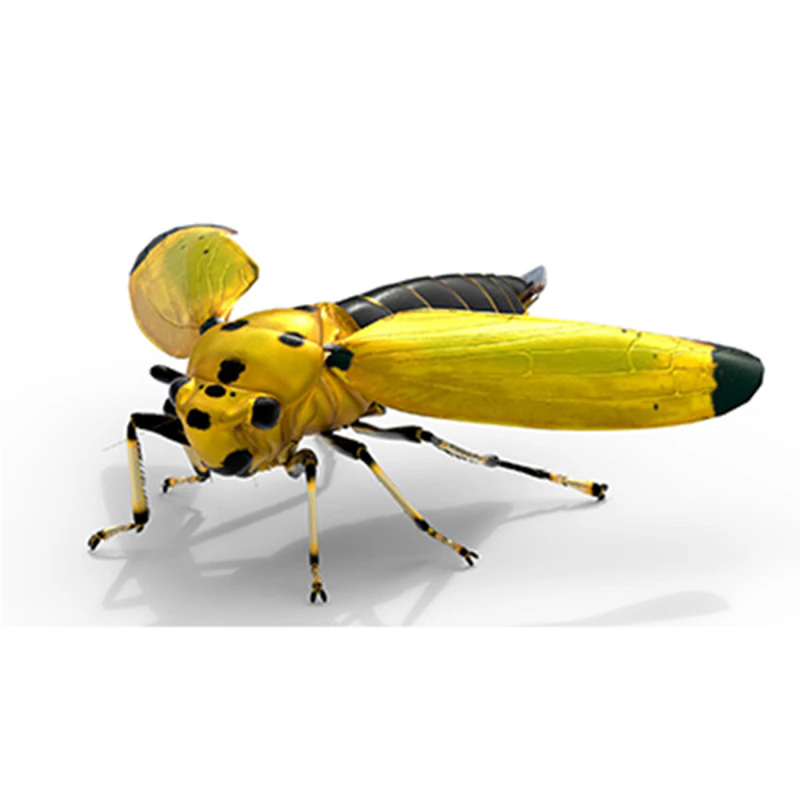 Black-tipped Leafhopper 3D Model .c4d .max .obj .3ds .fbx .stl .blend 