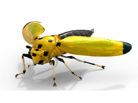 ब्लैक-टिप्ड लीफहॉपर 3D मॉडल