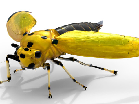 Black-tipped Leafhopper 3D Model