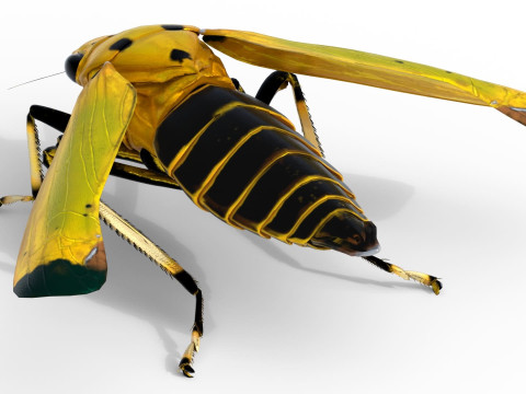 Black-tipped Leafhopper 3D Model