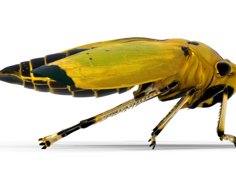 Black-tipped Leafhopper 3D Model