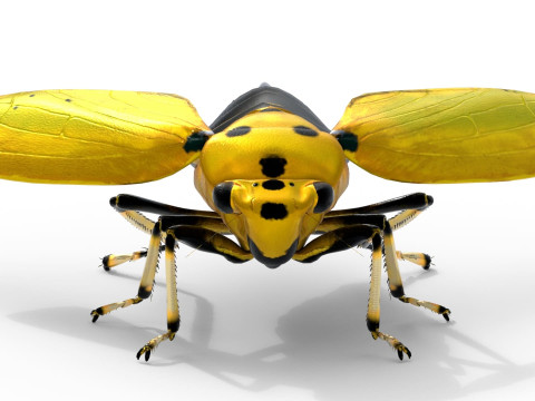 Black-tipped Leafhopper 3D Model