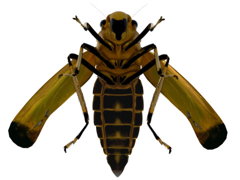 Black-tipped Leafhopper 3D Model