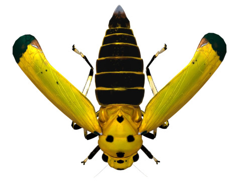 Black-tipped Leafhopper 3D Model
