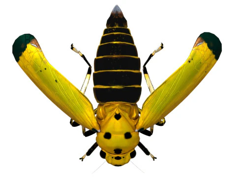 Black-tipped Leafhopper 3D Model