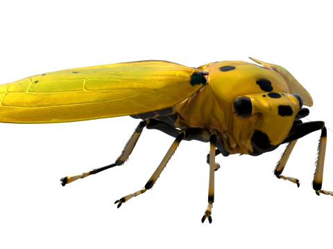 Black-tipped Leafhopper 3D Model