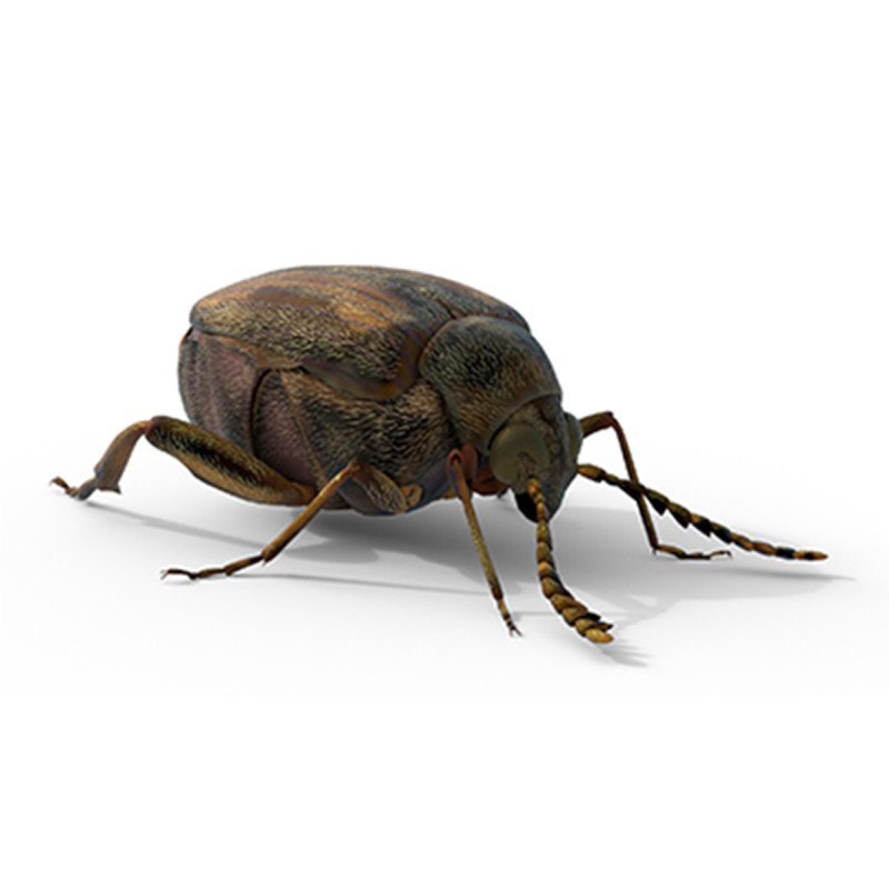 Callosobruchus chinensis pulse beetle 3D Model .c4d .max .obj .3ds .fbx .stl .blend 