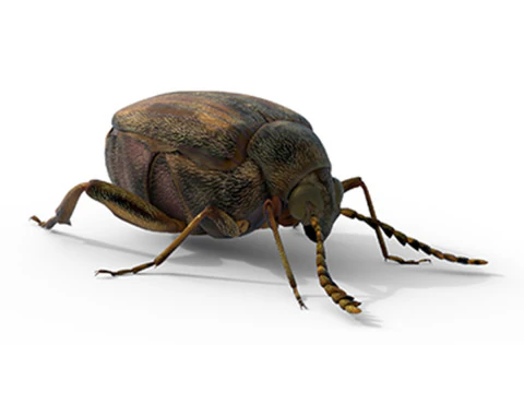 कैलोसोब्रुचस चिनेंसिस पल्स बीटल 3D मॉडल