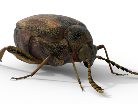 Callosobruchus chinensis pulse beetle 3D Model