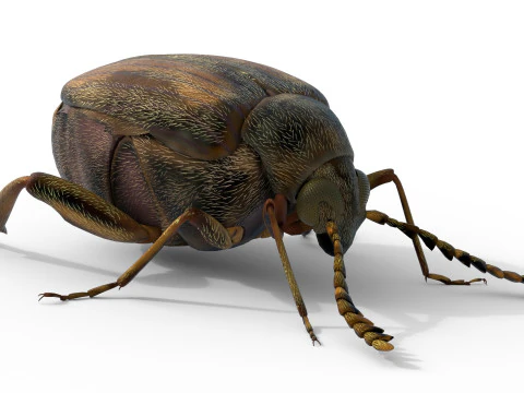 Callosobruchus chinensis pulse beetle 3D Model