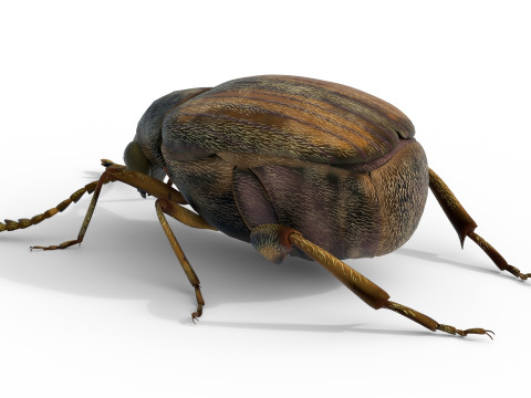 Callosobruchus chinensis pulse beetle 3D Model