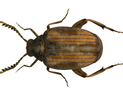 Callosobruchus chinensis pulse beetle 3D Model