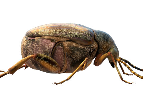 Callosobruchus chinensis pulse beetle 3D Model
