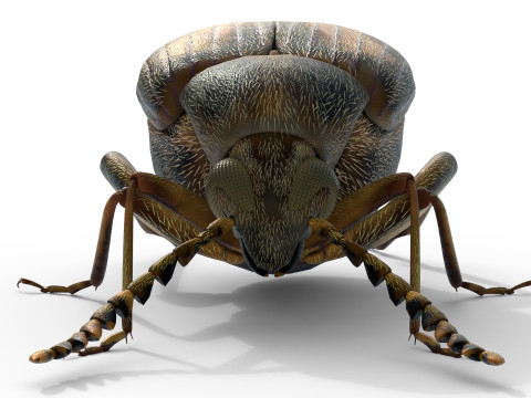 Callosobruchus chinensis pulse beetle 3D Model