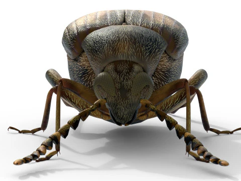 Callosobruchus chinensis pulse beetle 3D Model