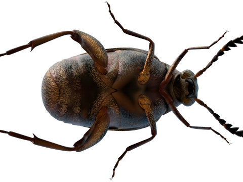 Callosobruchus chinensis pulse beetle 3D Model