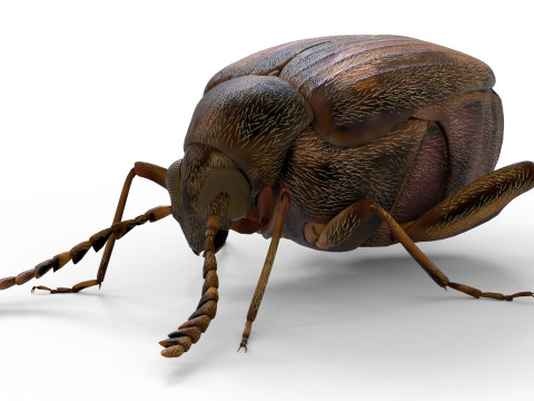 Callosobruchus chinensis pulse beetle 3D Model