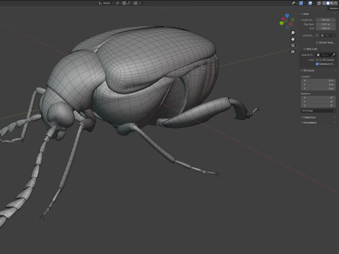 Callosobruchus chinensis pulse beetle 3D Model