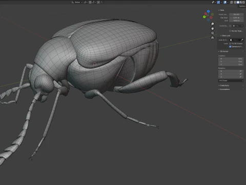 Callosobruchus chinensis pulse beetle 3D Model